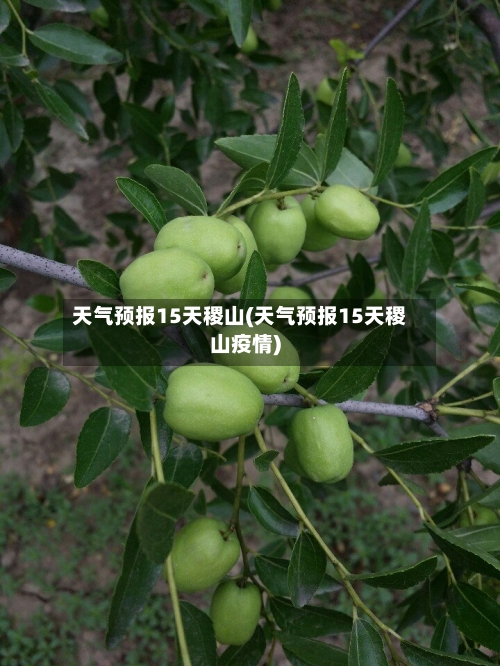 天气预报15天稷山(天气预报15天稷山疫情)