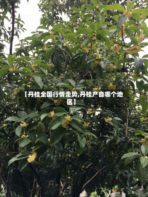 【丹桂全国行情走势,丹桂产自哪个地区】