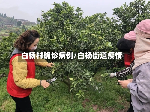 白杨村确诊病例/白杨街道疫情