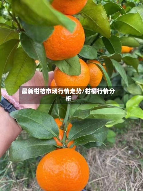 最新柑桔市场行情走势/柑橘行情分析