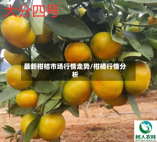 最新柑桔市场行情走势/柑橘行情分析