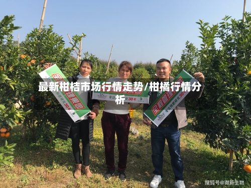 最新柑桔市场行情走势/柑橘行情分析