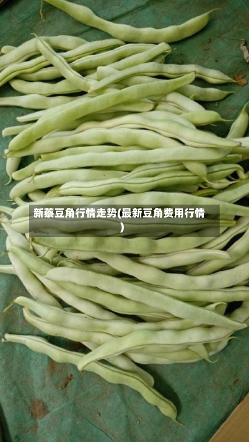新蔡豆角行情走势(最新豆角费用行情)