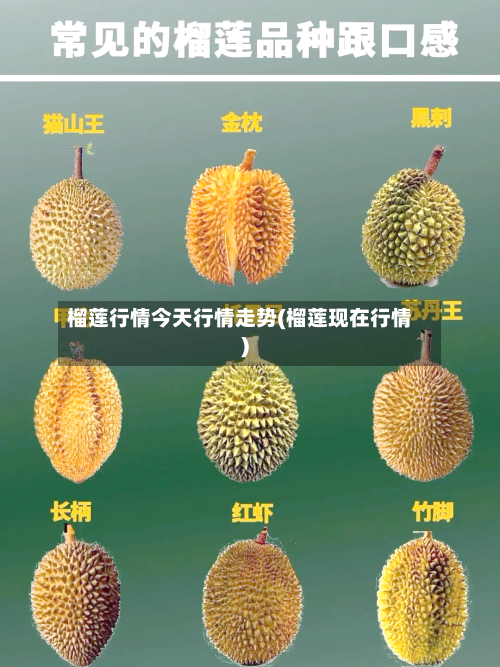 榴莲行情今天行情走势(榴莲现在行情)