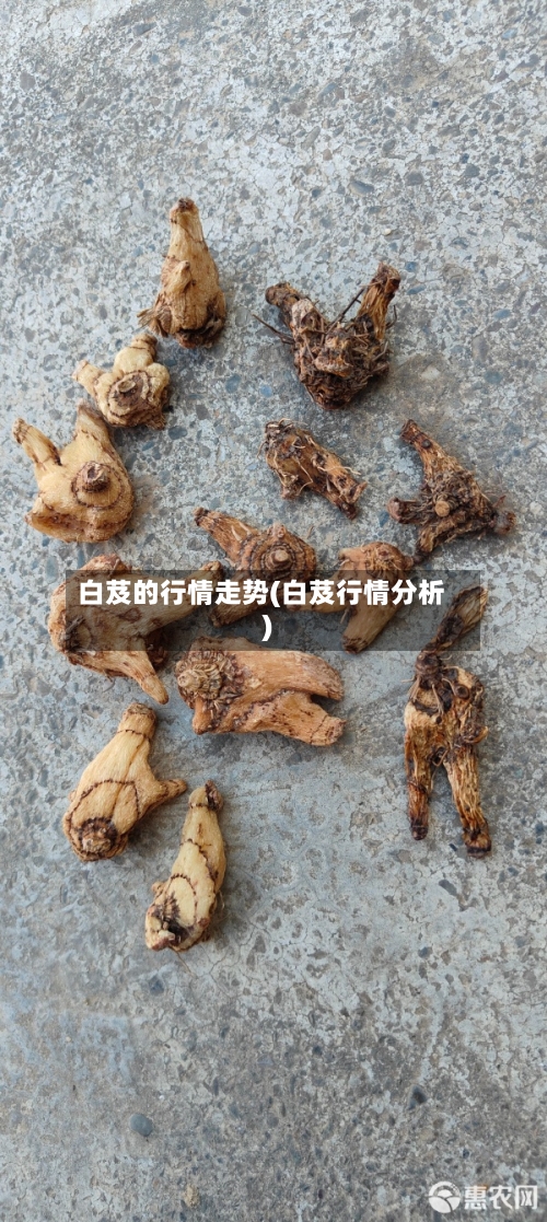 白芨的行情走势(白芨行情分析)