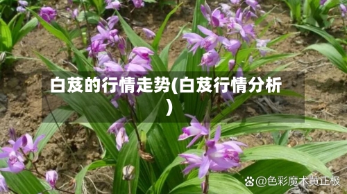 白芨的行情走势(白芨行情分析)