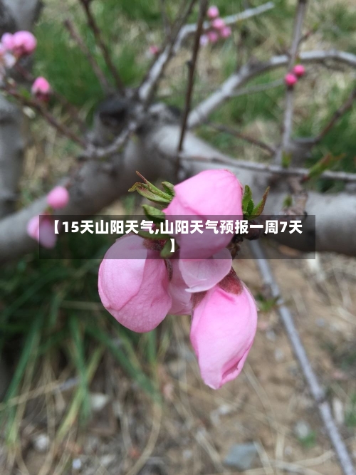 【15天山阳天气,山阳天气预报一周7天】