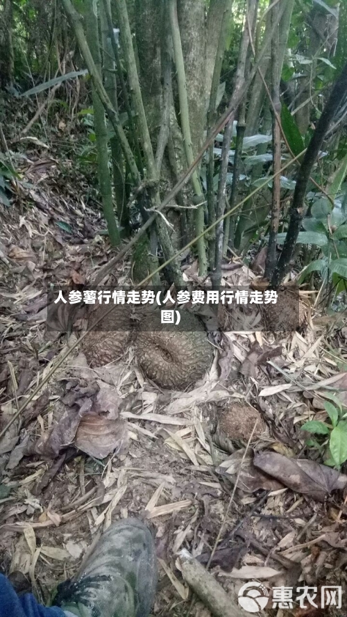 人参薯行情走势(人参费用行情走势图)