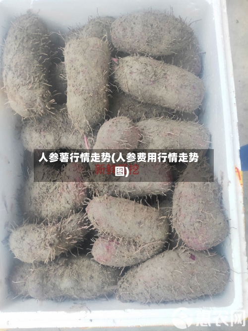 人参薯行情走势(人参费用行情走势图)