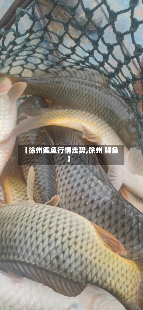 【徐州鲤鱼行情走势,徐州 鲤鱼】