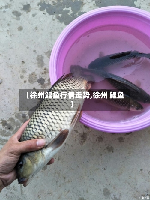 【徐州鲤鱼行情走势,徐州 鲤鱼】