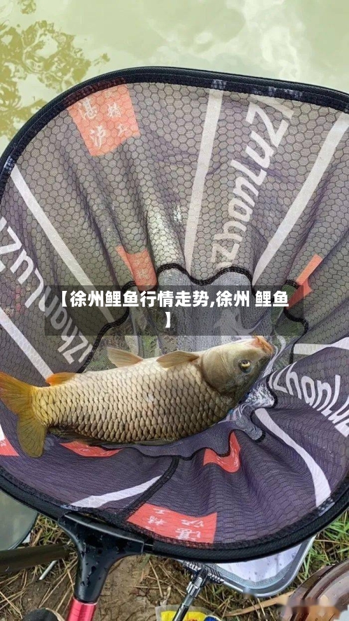 【徐州鲤鱼行情走势,徐州 鲤鱼】