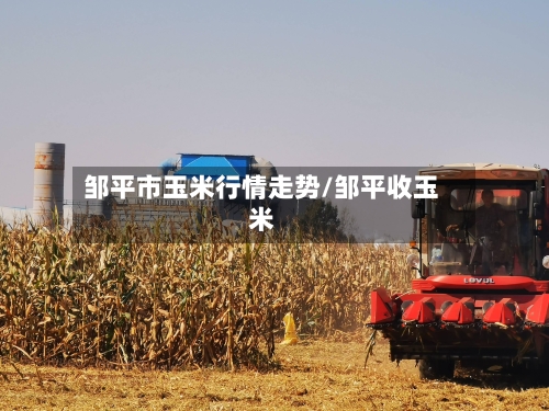 邹平市玉米行情走势/邹平收玉米
