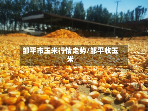 邹平市玉米行情走势/邹平收玉米