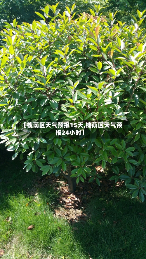 【槐荫区天气预报15天,槐荫区天气预报24小时】