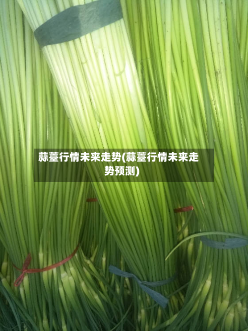 蒜薹行情未来走势(蒜薹行情未来走势预测)