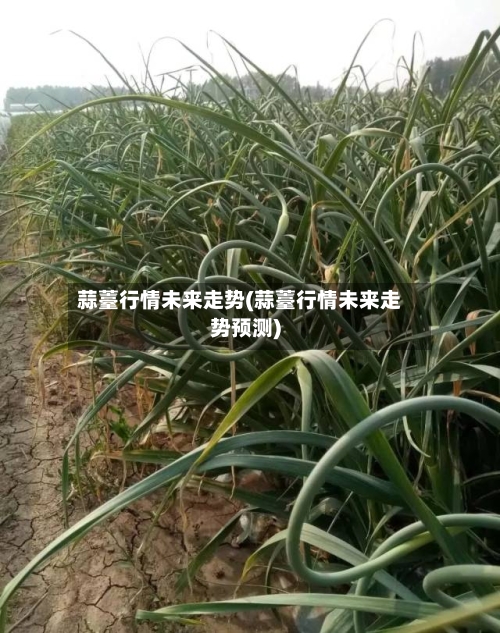 蒜薹行情未来走势(蒜薹行情未来走势预测)
