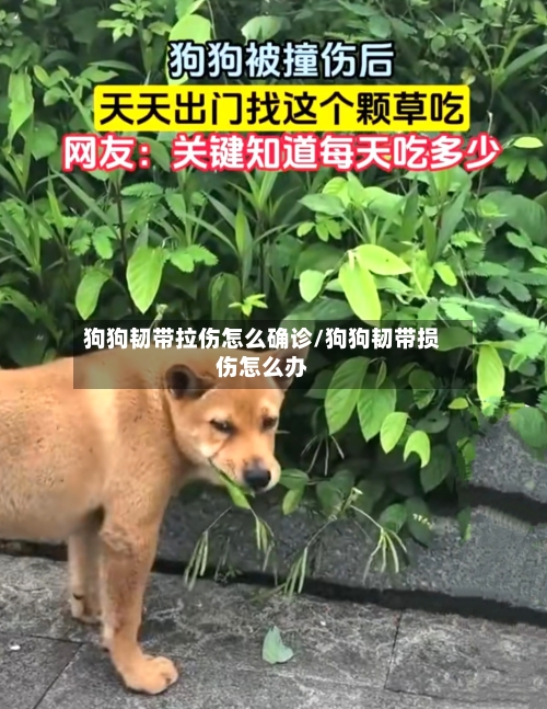 狗狗韧带拉伤怎么确诊/狗狗韧带损伤怎么办