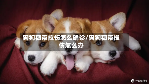 狗狗韧带拉伤怎么确诊/狗狗韧带损伤怎么办