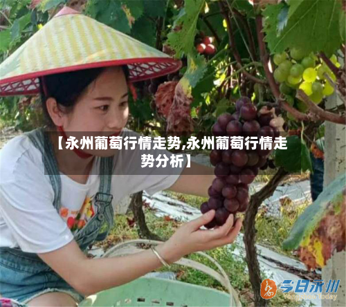【永州葡萄行情走势,永州葡萄行情走势分析】