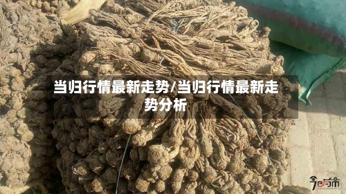 当归行情最新走势/当归行情最新走势分析