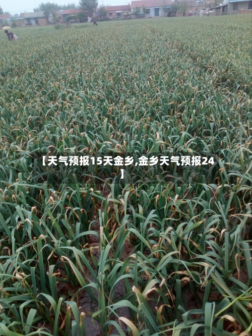 【天气预报15天金乡,金乡天气预报24】