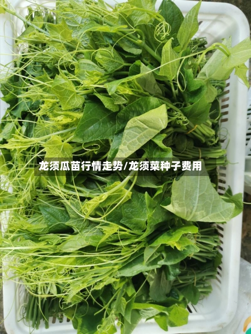 龙须瓜苗行情走势/龙须菜种子费用