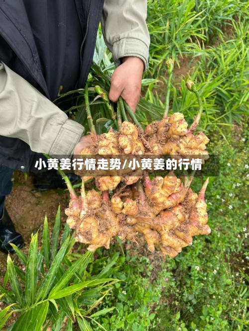 小黄姜行情走势/小黄姜的行情