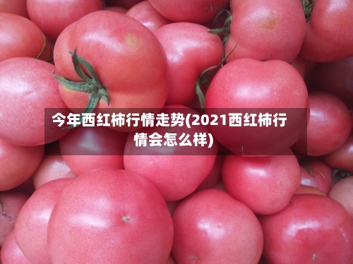 今年西红柿行情走势(2021西红柿行情会怎么样)