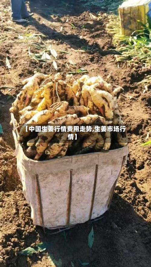 【中国生姜行情费用走势,生姜市场行情】
