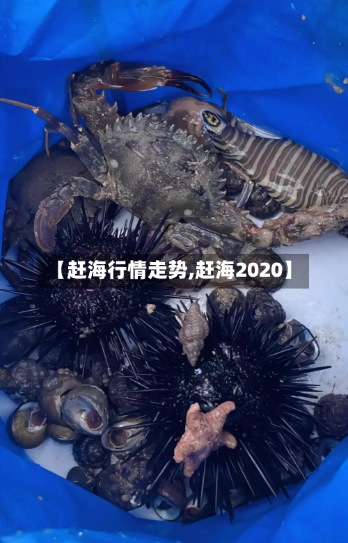 【赶海行情走势,赶海2020】