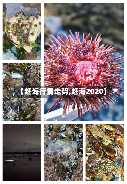 【赶海行情走势,赶海2020】