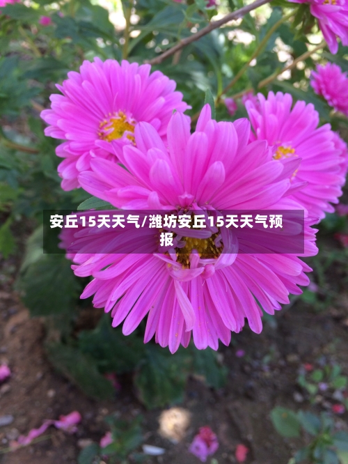 安丘15天天气/潍坊安丘15天天气预报