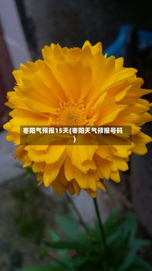 枣阳气预报15天(枣阳天气预报号码)