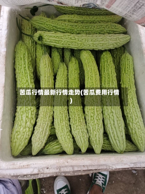 苦瓜行情最新行情走势(苦瓜费用行情)