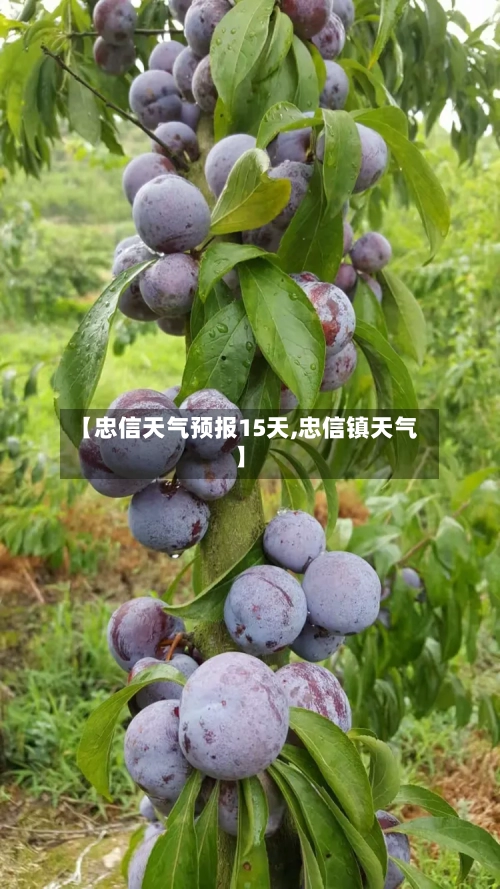 【忠信天气预报15天,忠信镇天气】