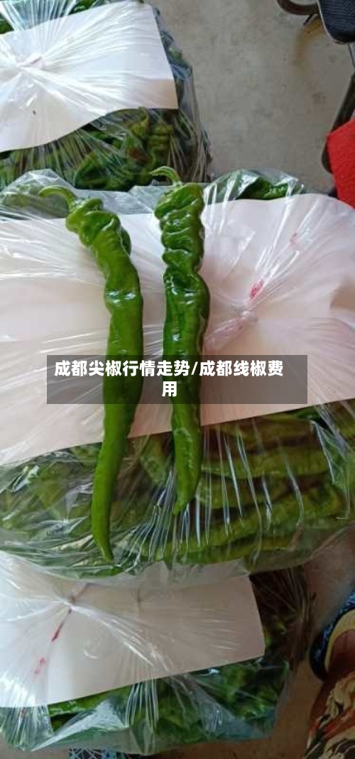 成都尖椒行情走势/成都线椒费用