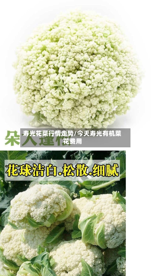 寿光花菜行情走势/今天寿光有机菜花费用