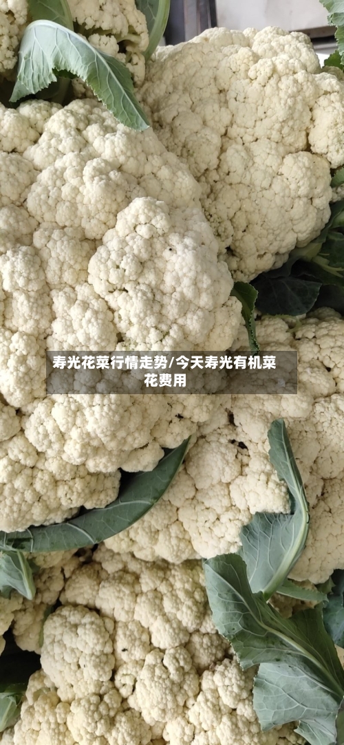 寿光花菜行情走势/今天寿光有机菜花费用