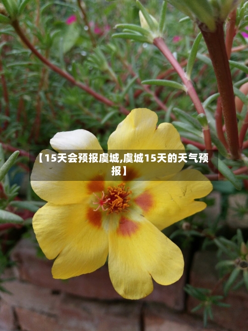【15天会预报虞城,虞城15天的天气预报】
