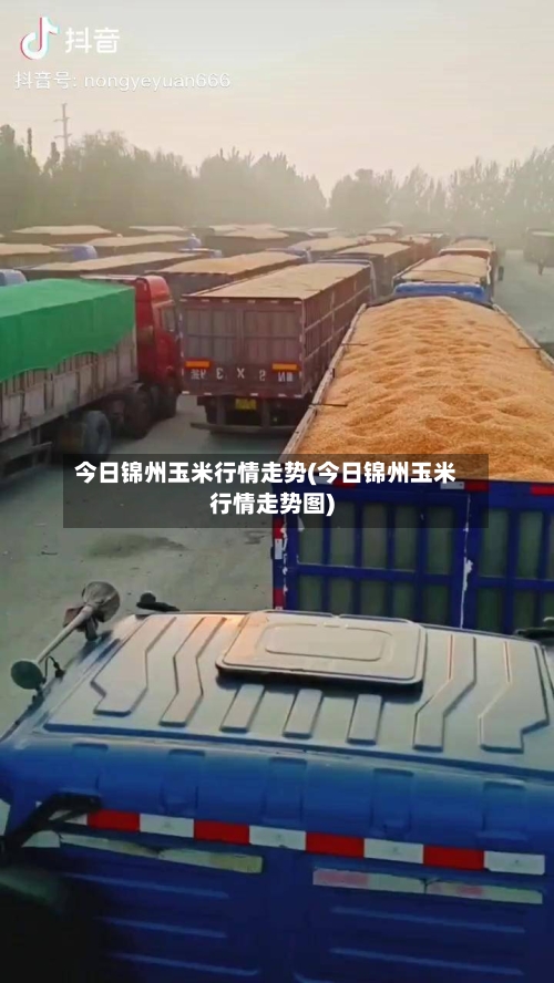 今日锦州玉米行情走势(今日锦州玉米行情走势图)