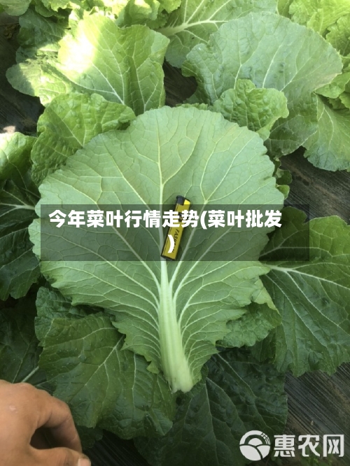 今年菜叶行情走势(菜叶批发)
