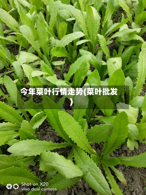 今年菜叶行情走势(菜叶批发)