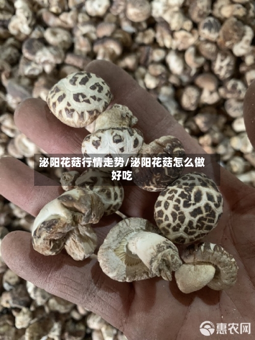 泌阳花菇行情走势/泌阳花菇怎么做好吃
