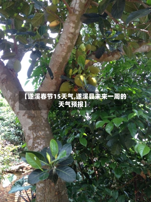 【遂溪春节15天气,遂溪县未来一周的天气预报】