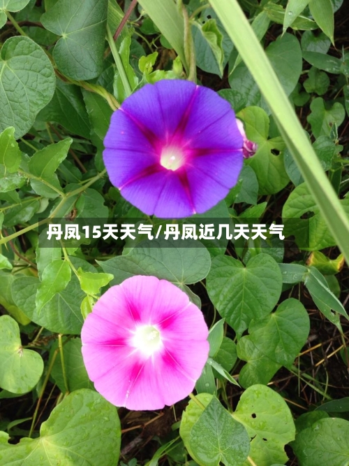 丹凤15天天气/丹凤近几天天气