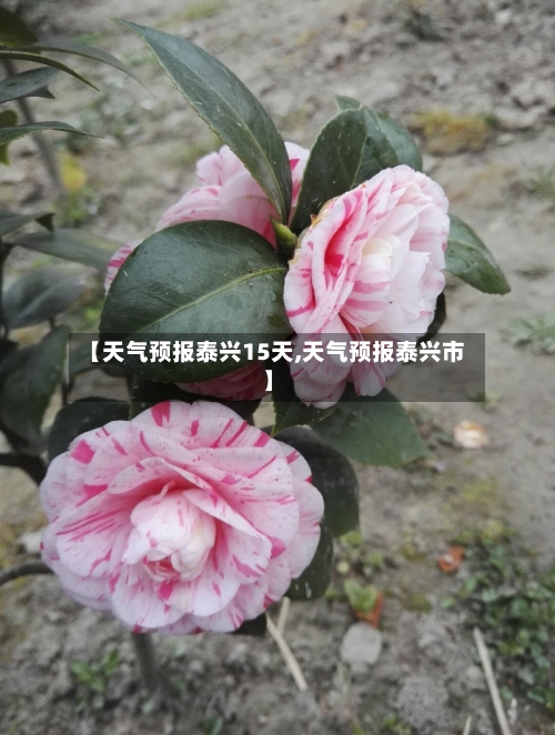 【天气预报泰兴15天,天气预报泰兴市】