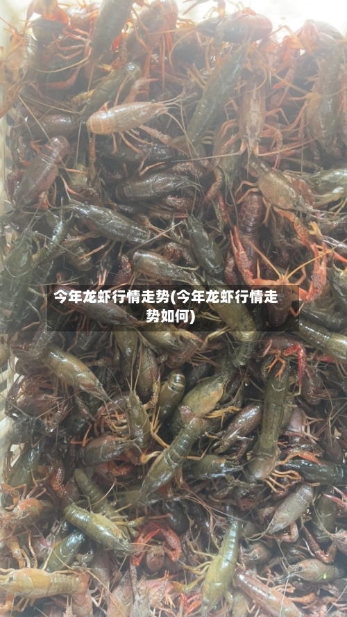 今年龙虾行情走势(今年龙虾行情走势如何)