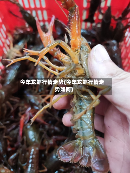 今年龙虾行情走势(今年龙虾行情走势如何)