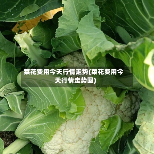 菜花费用今天行情走势(菜花费用今天行情走势图)